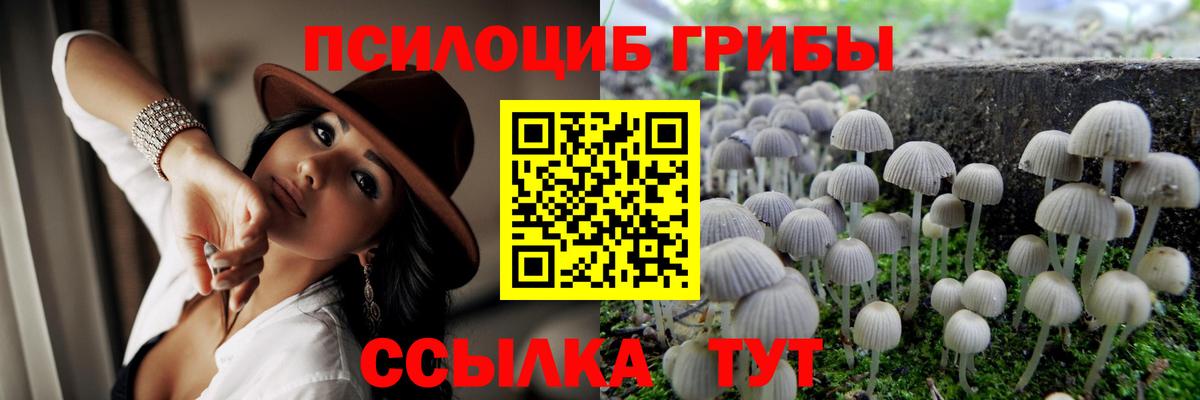 Галлюциногенные грибы Psilocybe Зерноград